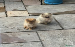 Pomeranian dogs for sale: Beautiful sable Boy Ready Now - Image 8