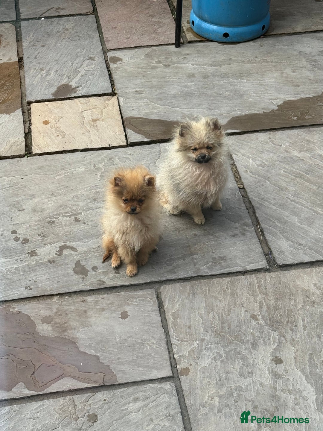 Pomeranian dogs for sale: Beautiful sable Boy Ready Now - Image 8
