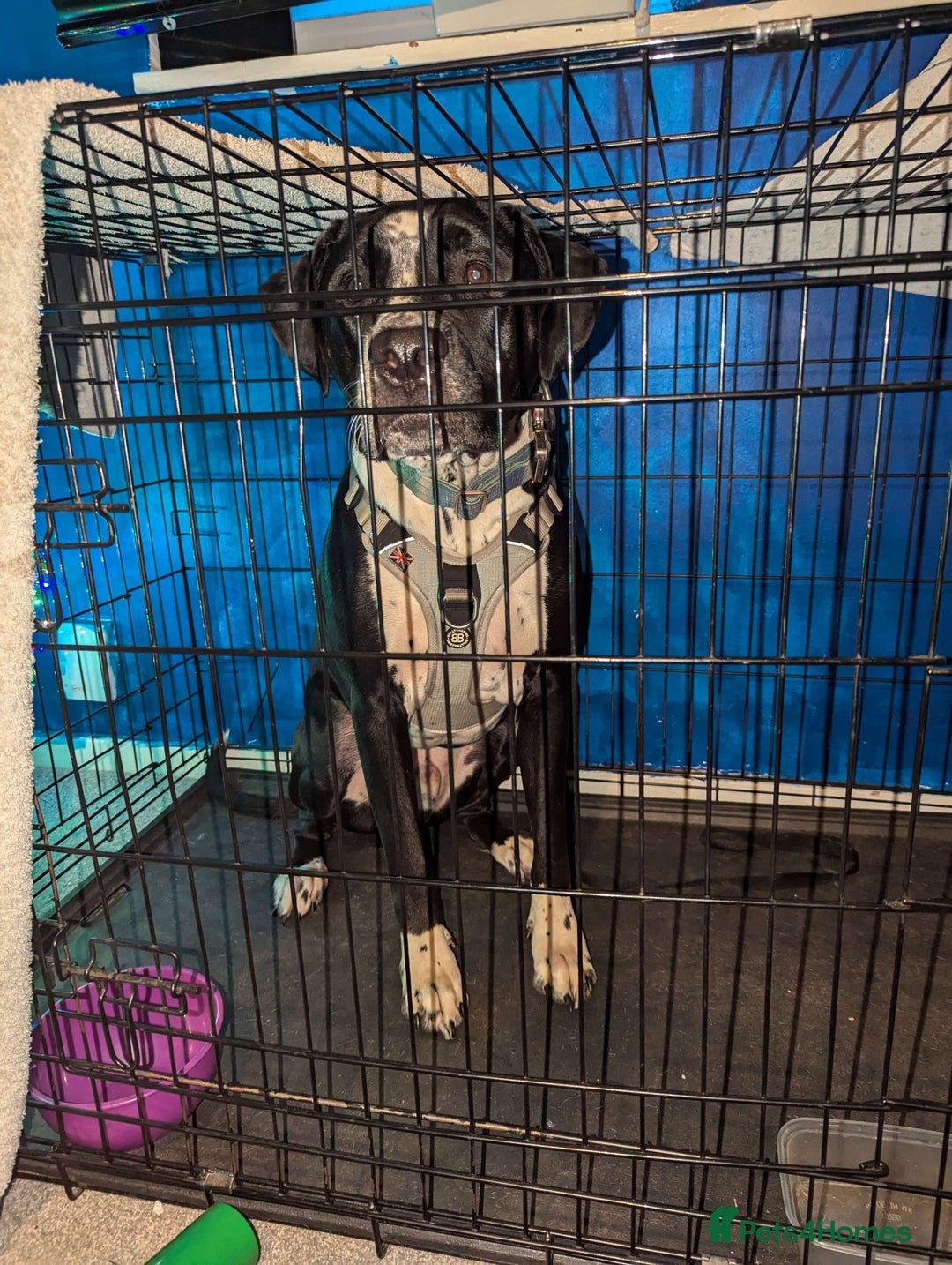 Mixed Breed dogs for sale: Moose - Advert 1