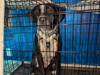 Mixed Breed dogs Moose - Advert 2