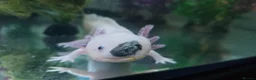 Axolotl reptiles for sale: 4 Axolotls - Advert 5