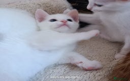 European cats for sale: Lovely kittens looking a new house - Image 2
