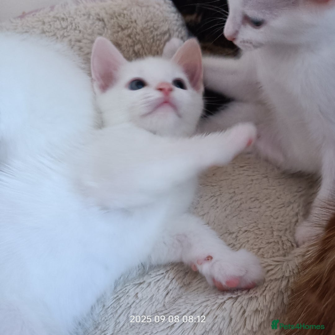 European cats for sale: Lovely kittens looking a new house - Image 2