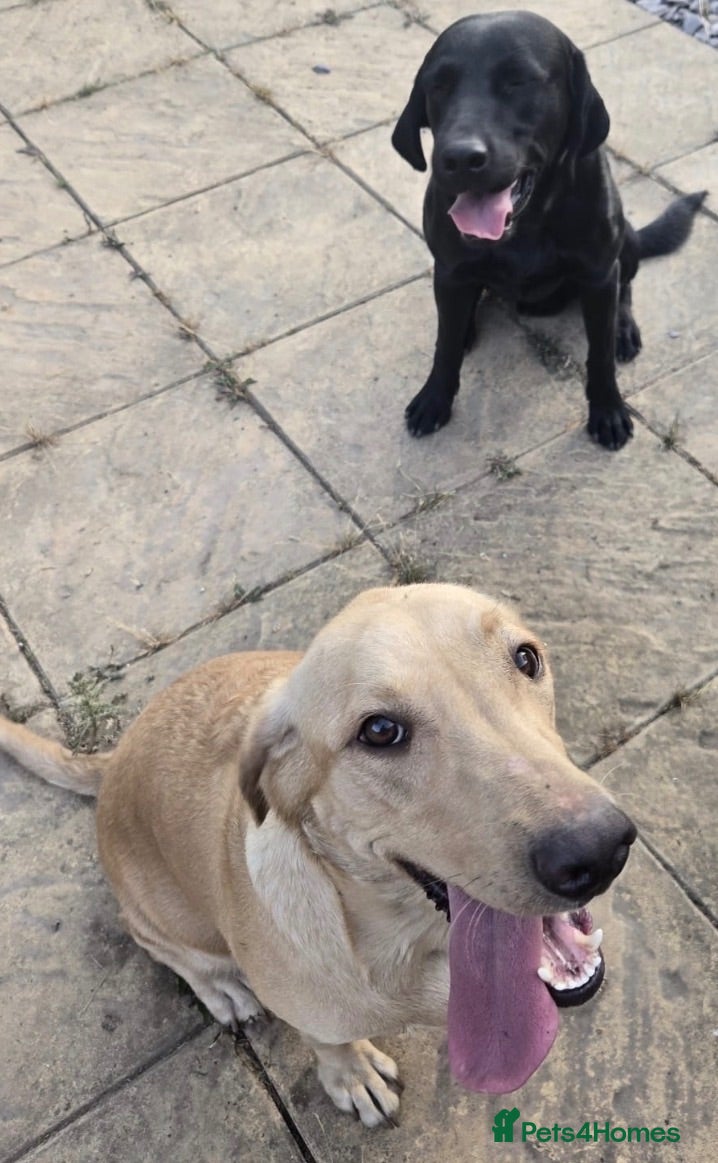 Labrador Retriever dogs 2 male Labrador puppies 8 weeks  - Advert 1