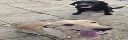 Labrador Retriever dogs for sale: 2 male Labrador puppies 8 weeks  - Advert 1