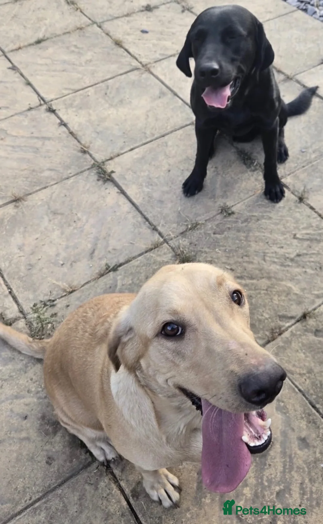Labrador Retriever dogs for sale: 2 male Labrador puppies 8 weeks  - Advert 1