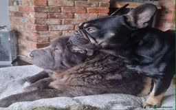 Shar Pei dogs for sale: Bear coat shar pei rehoming needed  - Image 5