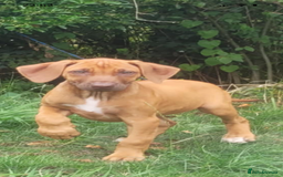 Rhodesian Ridgeback dogs for sale: KC reg chunky handsome pups - Image 17
