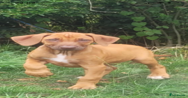 Rhodesian Ridgeback dogs - Advert 9