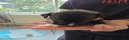 Staffordshire Bull Terrier dogs for sale: Staff puppies in Bristol - Advert 12