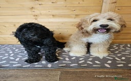 Australian Labradoodle dogs for sale: 6 Gorgeous Australian Labradoodle Puppies - Image 3