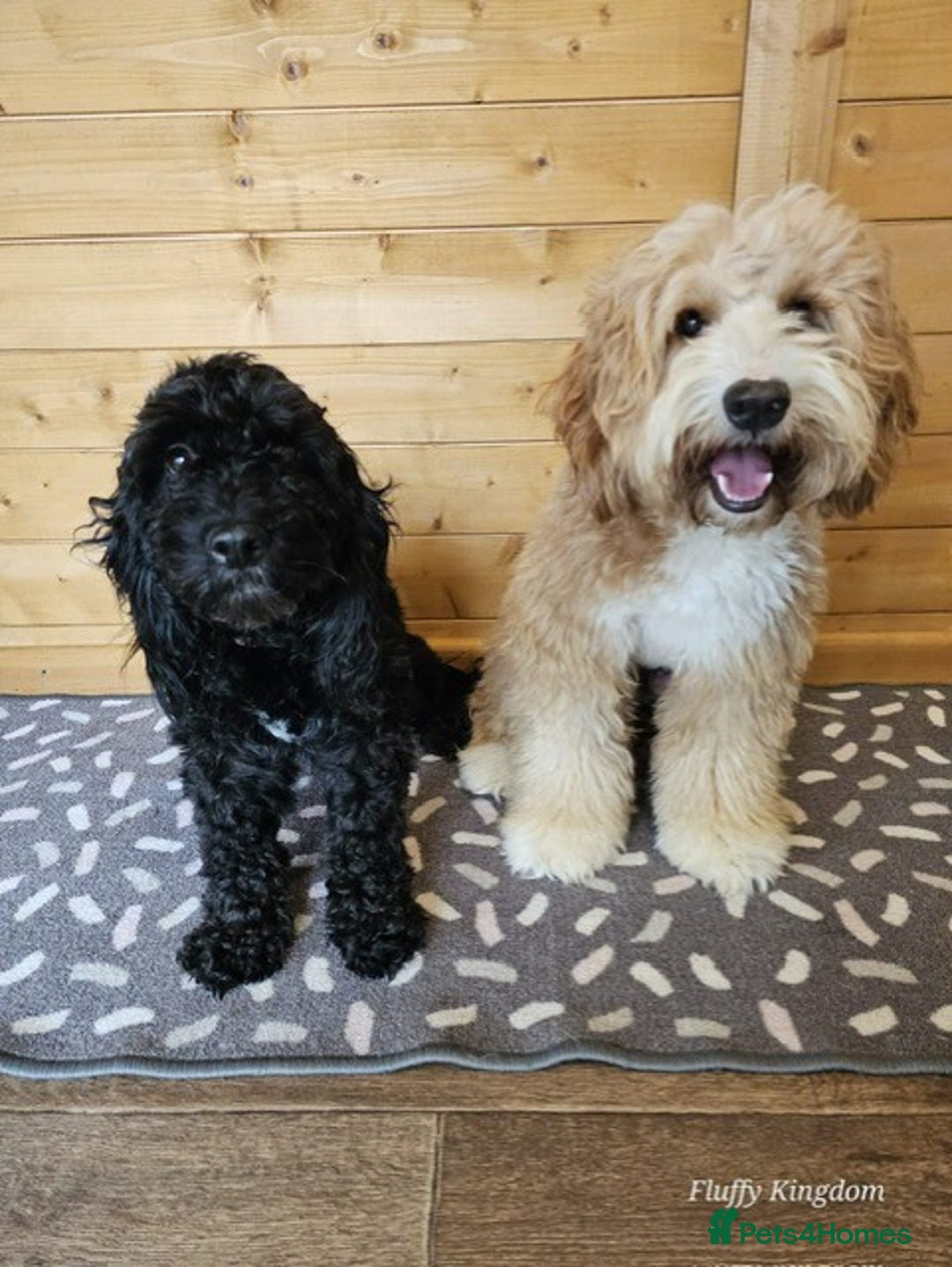 Australian Labradoodle dogs for sale: 6 Gorgeous Australian Labradoodle Puppies - Image 3