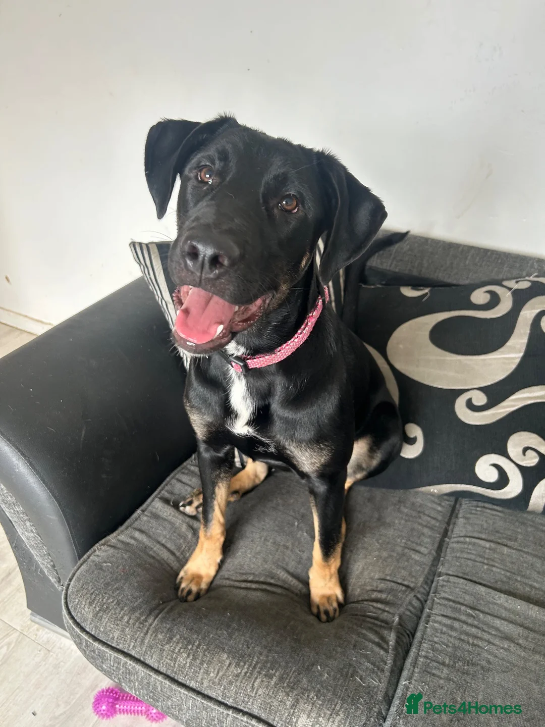 Mixed Breed dogs for sale: Belgain Malinois x Cane Corso  in Chesterfield - Advert 2