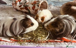 Guinea Pig rodents for sale: 4 female guinea pigs  - Advert 4