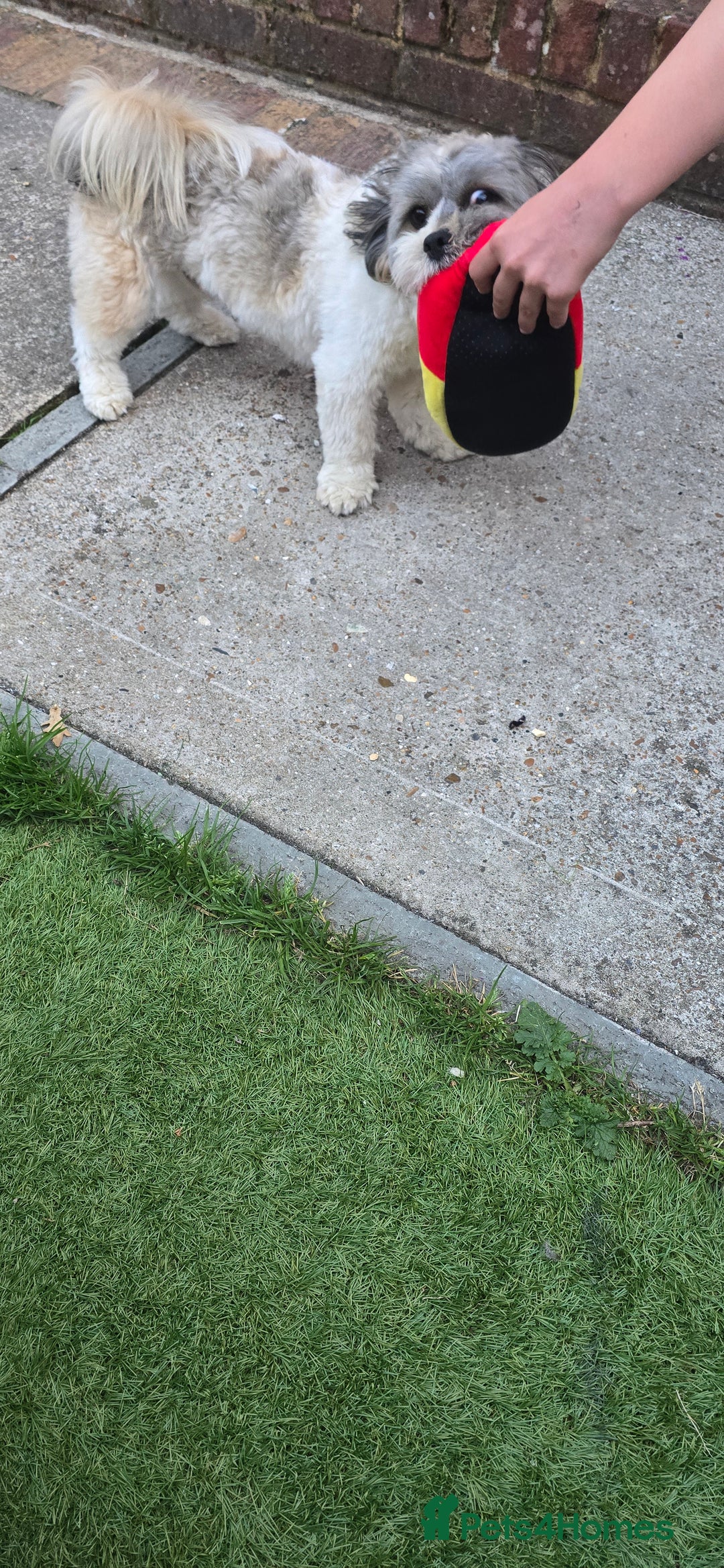 Shih Tzu dogs for sale: Doggy  - Image 1