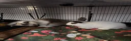 Mixed Breed rabbits for sale: 2 Rabbits, mixed breed of lionhead x mini lop in Skipton - Advert 1