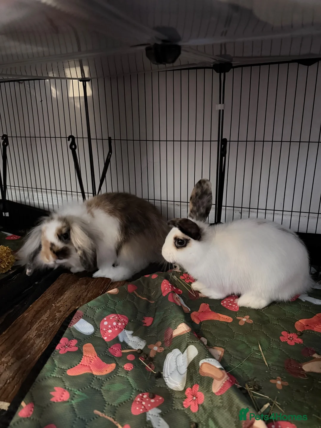 Mixed Breed rabbits for sale: 2 Rabbits, mixed breed of lionhead x mini lop in Skipton - Advert 1