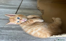 Mixed Breed cats for sale: Part Mainecoon Ginger Litter - Image 17