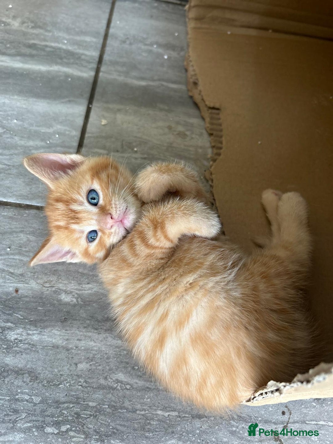 Mixed Breed cats for sale: Part Mainecoon Ginger Litter - Image 17