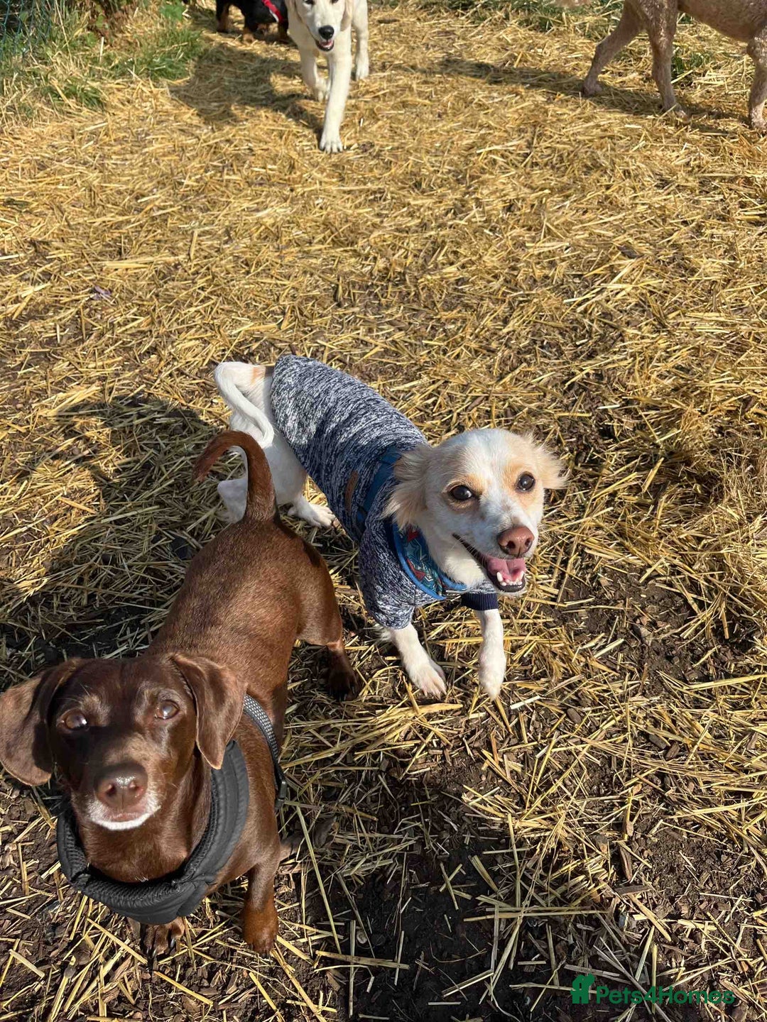 Mixed Breed dogs for sale: 🐾 Loving Homes Wanted for Two Puppies & Dad 🐾 - Image 9