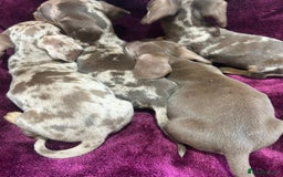 Miniature Dachshund dogs for sale: Miniature dachshund puppies  - Advert 4