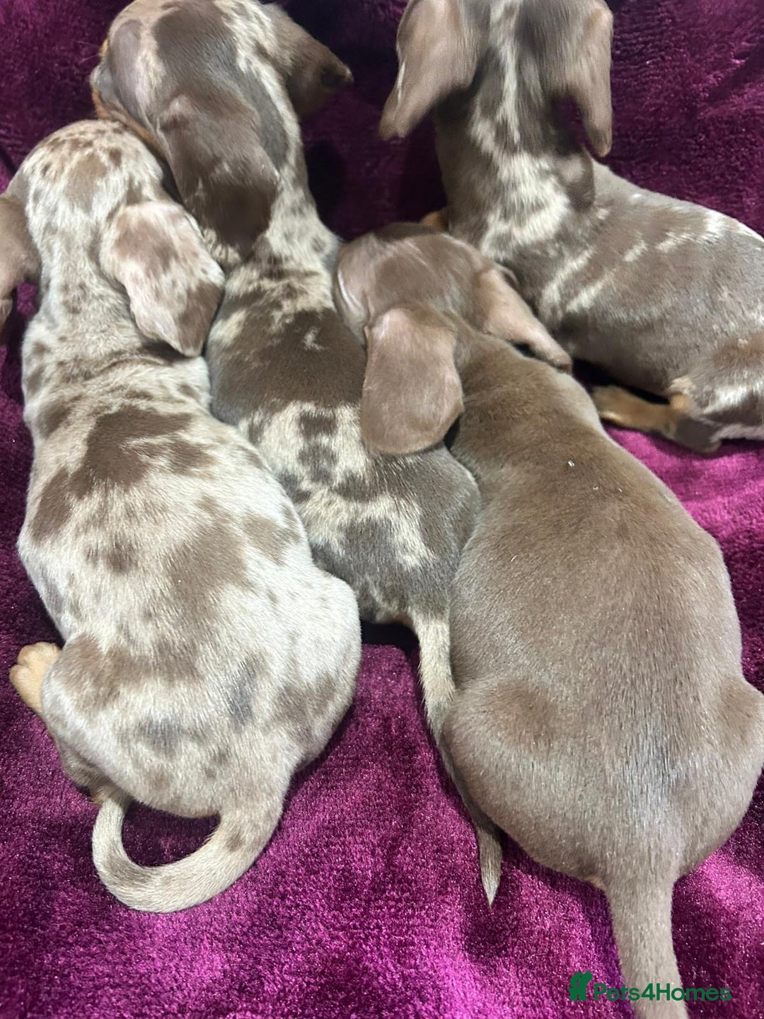 Miniature Dachshund dogs for sale: Miniature dachshund puppies  - Advert 4