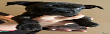 Staffordshire Bull Terrier 1