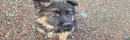 German Shepherd dogs for sale: German Shepherd pups  - Advert 13