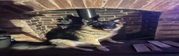 German Shepherd dogs for sale: 2 male boys both 3 years old  - Advert 4
