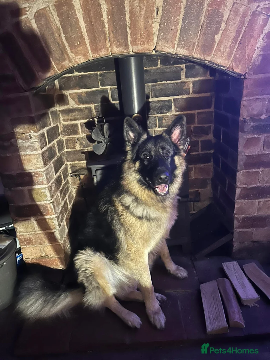 German Shepherd dogs for sale: 2 male boys both 3 years old  - Advert 4