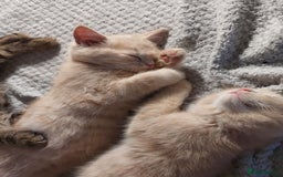 Persian cats for sale: PERSIAN MIX KITTENS 9 weeks old ready to leave.  - Image 11