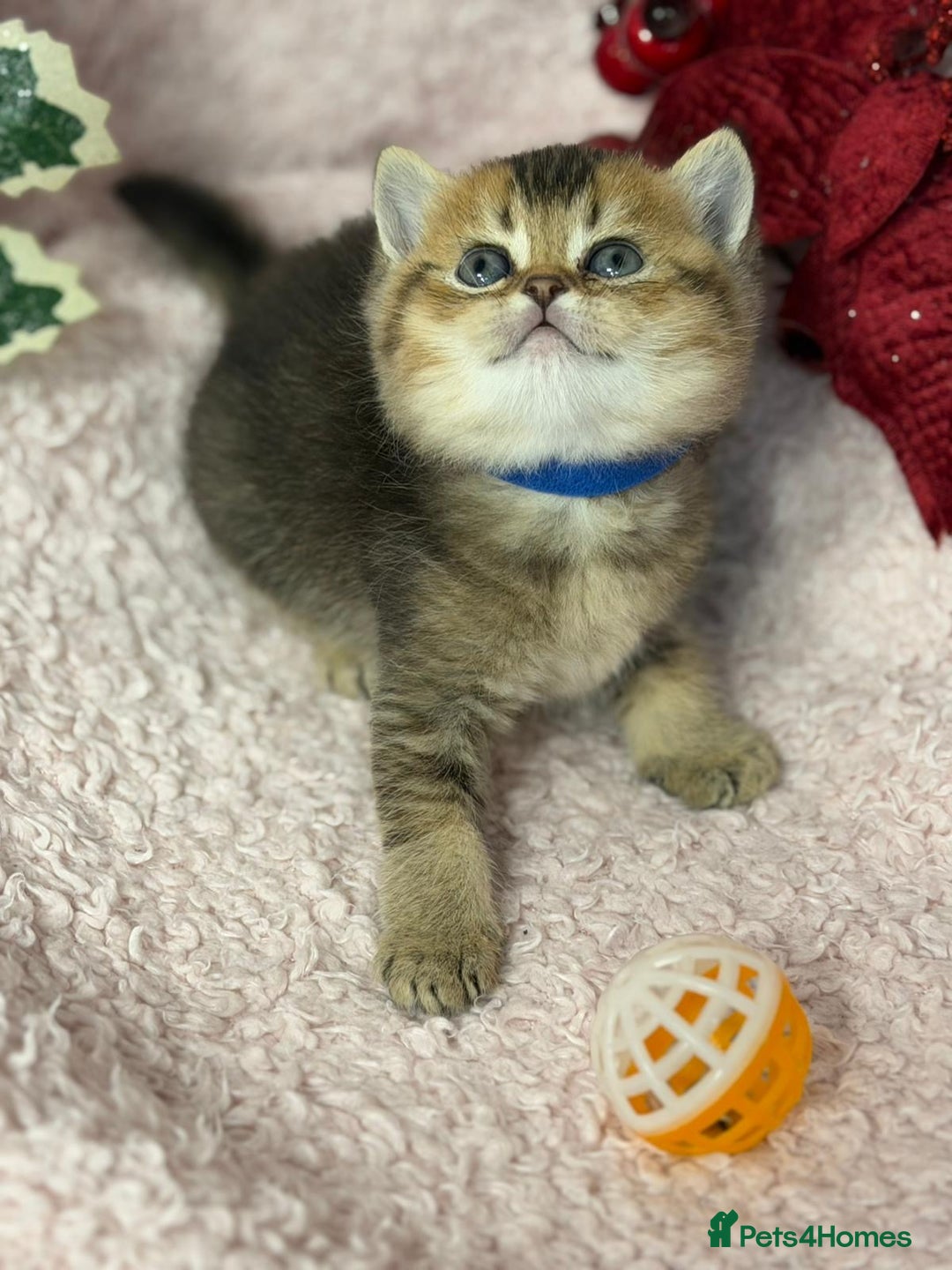 British Shorthair cats for sale: ⭐️Stunning BSH kittens GCCF registered ⭐️ - Advert 10