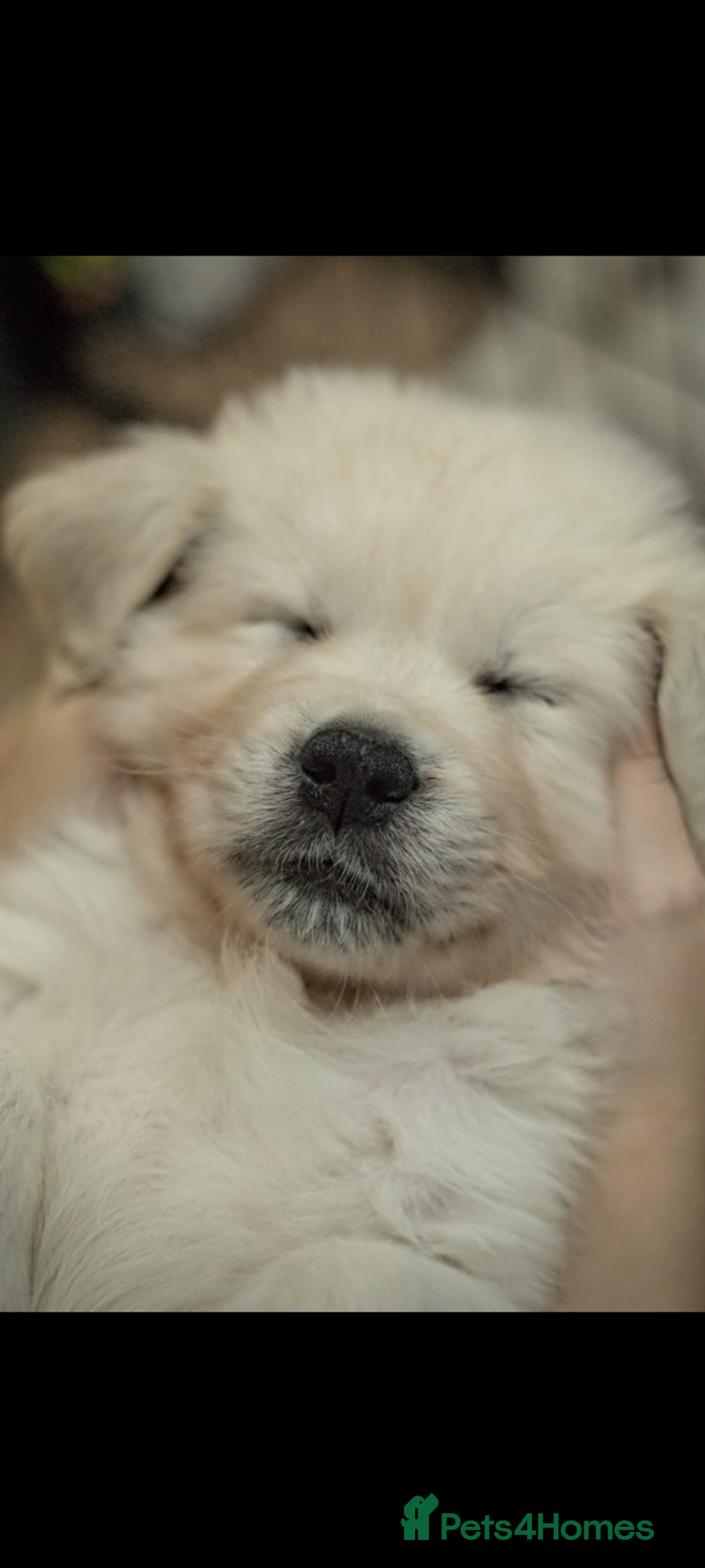 Golden Retriever dogs for sale: Golden retriever puppies for sale  - Advert 7