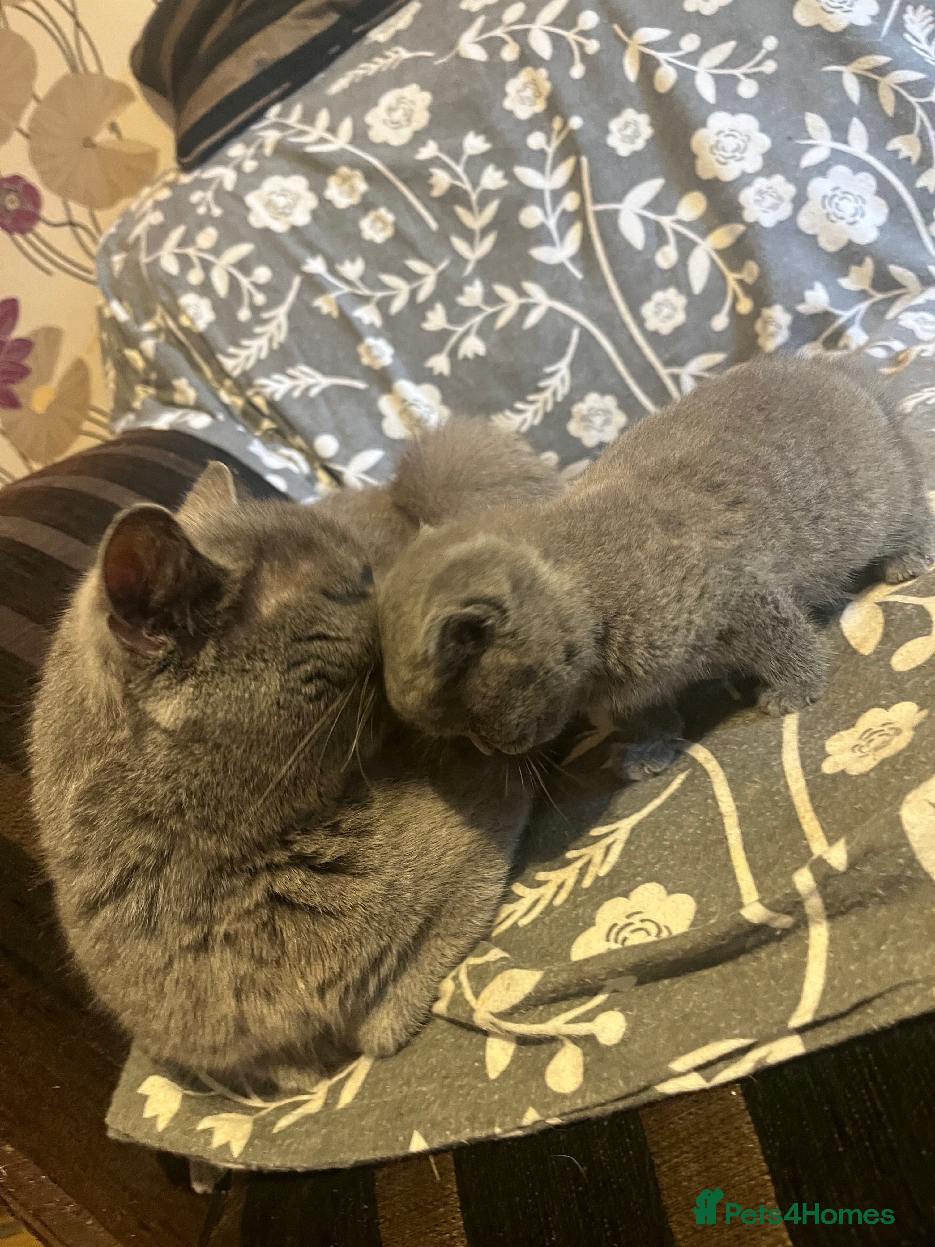 British Shorthair cats Bella Boo - Advert 2