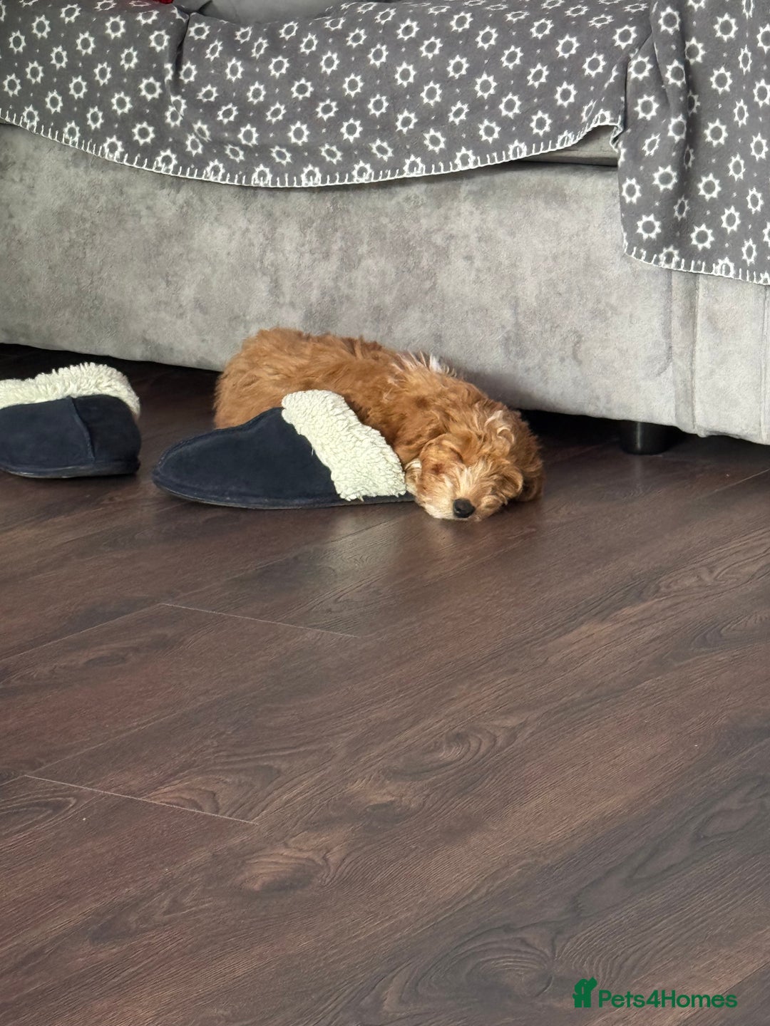 Cockapoo dogs for sale: Cockerpoo Puppy - Image 4