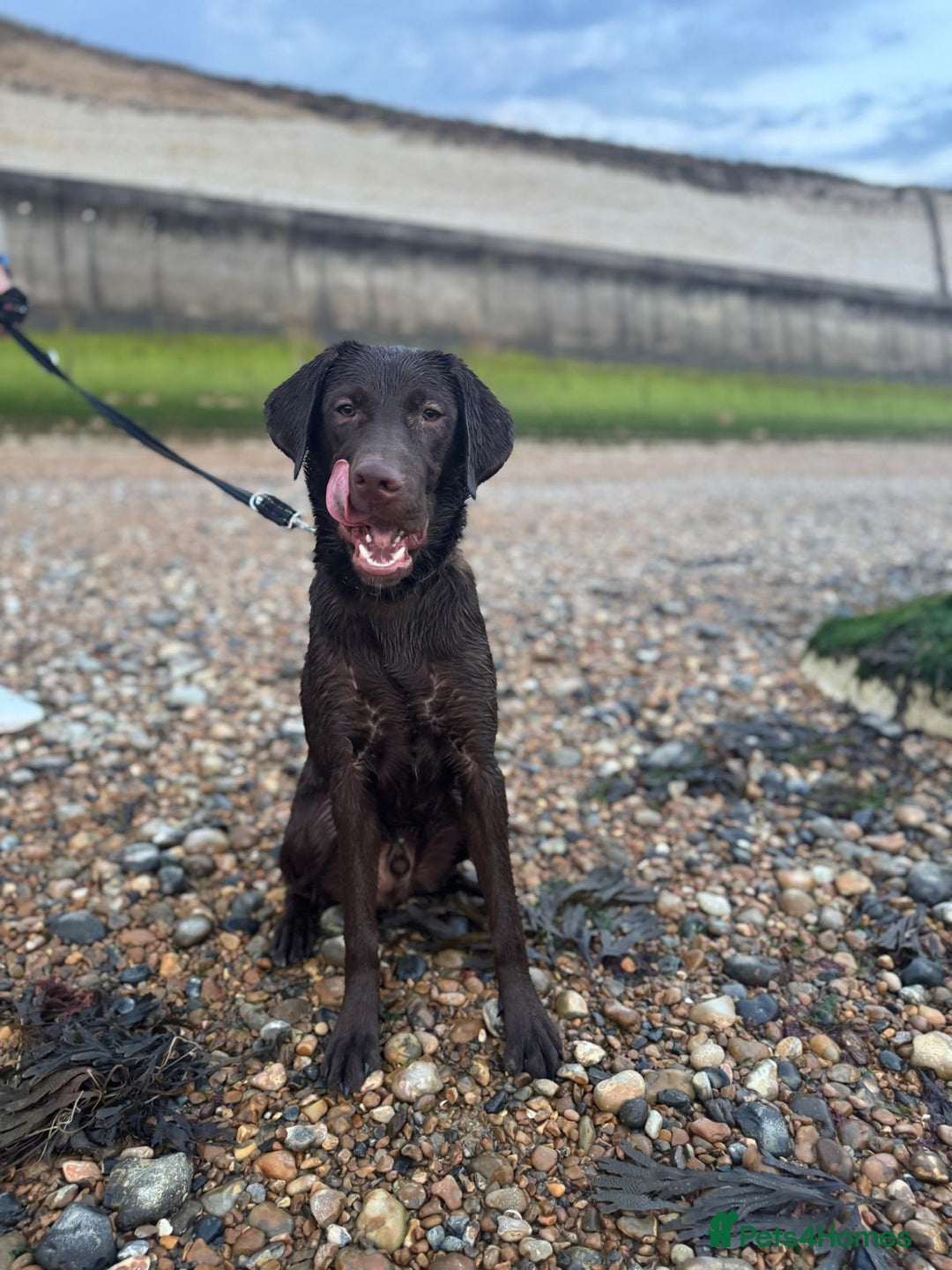 Labrador Retriever dogs for sale: Chocolate Labrador  - Advert 8