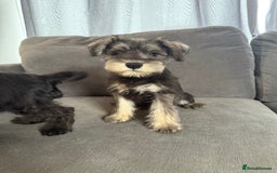 Miniature Schnauzer dogs for sale:  1 boyleft!Miniature  Schnauzer puppies for sale  - Image 3