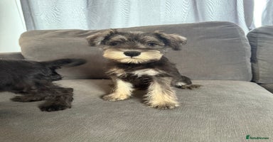 Miniature Schnauzer dogs - Advert 4