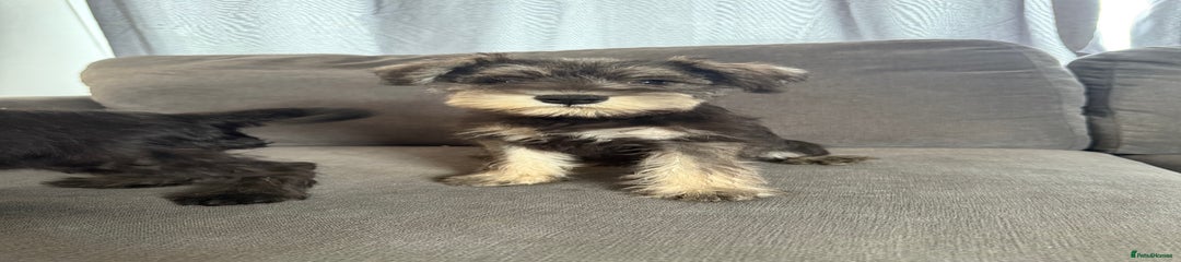 Miniature Schnauzer Puppy 6