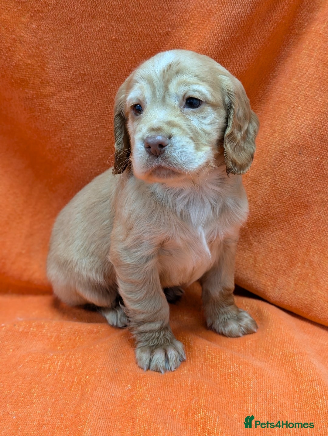 Cocker Spaniel dogs for sale: Ready now! KC registered, health tested cocker  - Advert 17