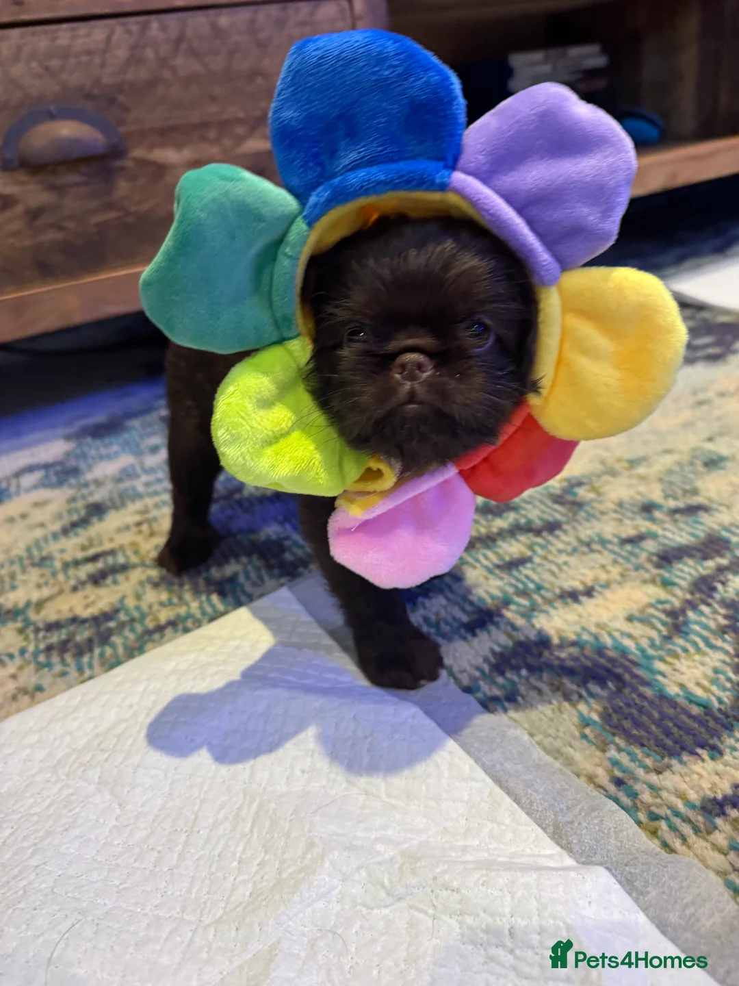 Griffon Bruxellois dogs for sale: Gorgeous Griffon Puppies  - Advert 7