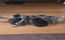 Domestic Shorthair cats for sale: Adorable Male Kitten for Sale 🐾 - Image 5