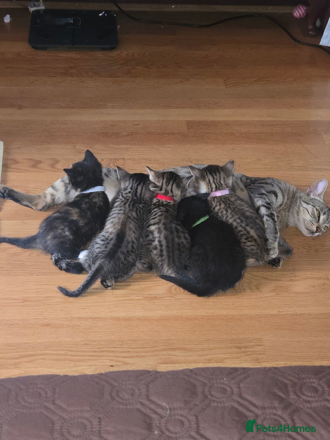 Domestic Shorthair cats for sale: Adorable Male Kitten for Sale 🐾 - Image 5