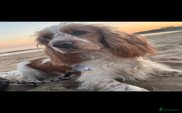Cocker Spaniel dogs for sale: Top class cocker spaniel puppies  - Image 15