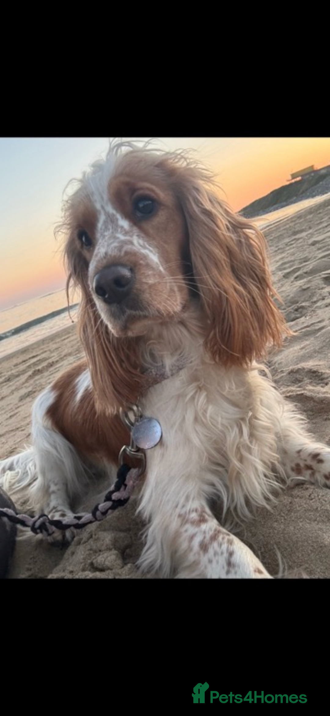 Cocker Spaniel dogs for sale: Top class cocker spaniel puppies  - Image 15