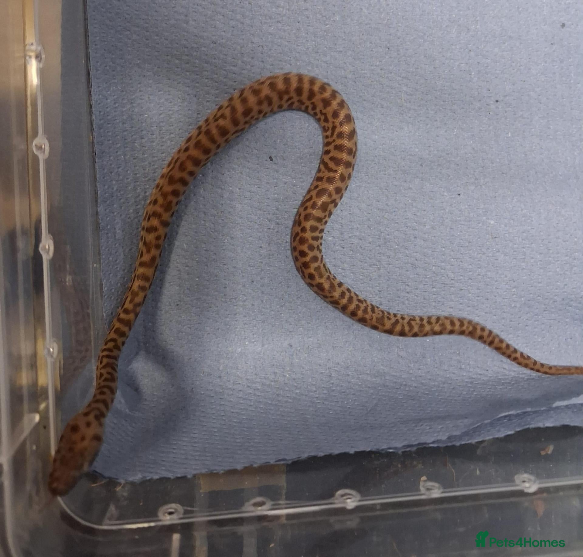 Python Snake reptiles Baby childrens python  - Advert 1