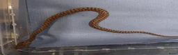Python Snake reptiles for sale: Baby childrens python  - Advert 1