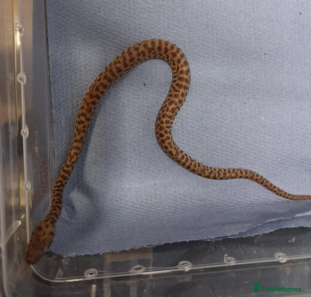 Python Snake reptiles for sale: Baby childrens python  - Advert 1