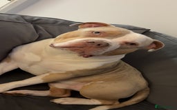 American Bully dogs for stud: Tri Merle American bully  - Image 1