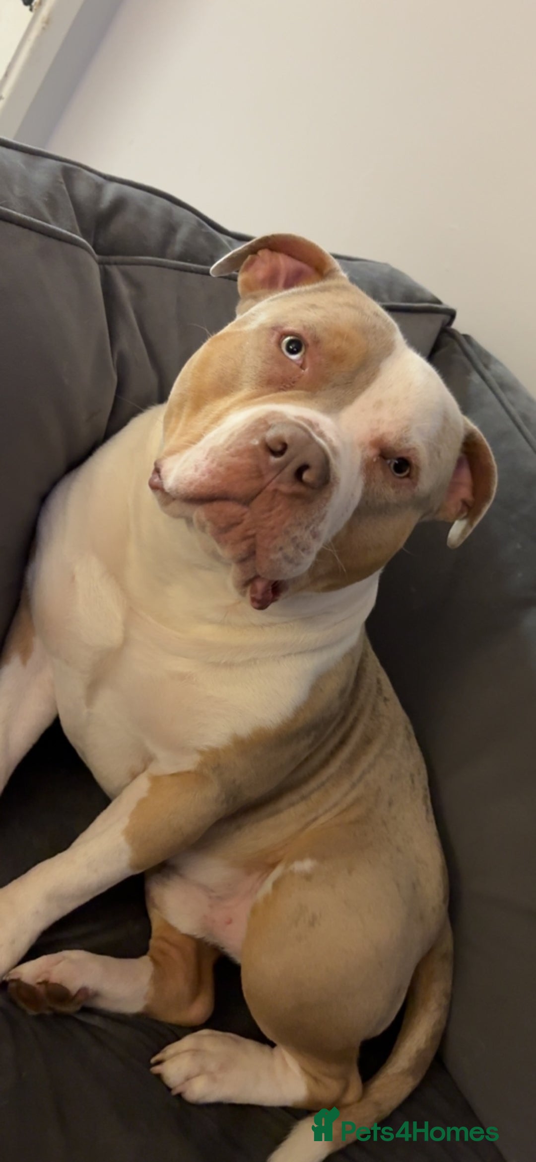 American Bully dogs for stud: Tri Merle American bully  - Image 1